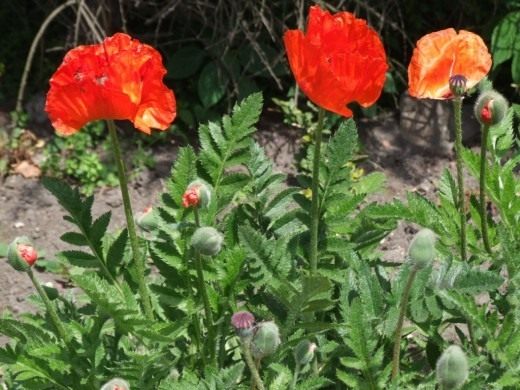  ,    (Papaver orientale)