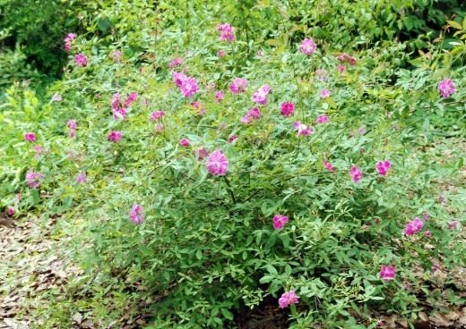   (Rosa palustris)