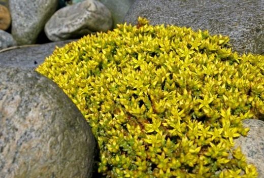 ,   (Sedum acre)