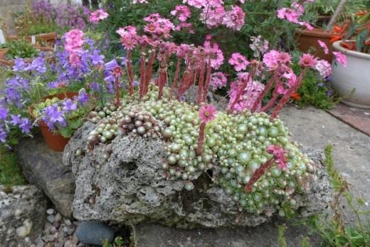   (Sempervivum arachnoideum)