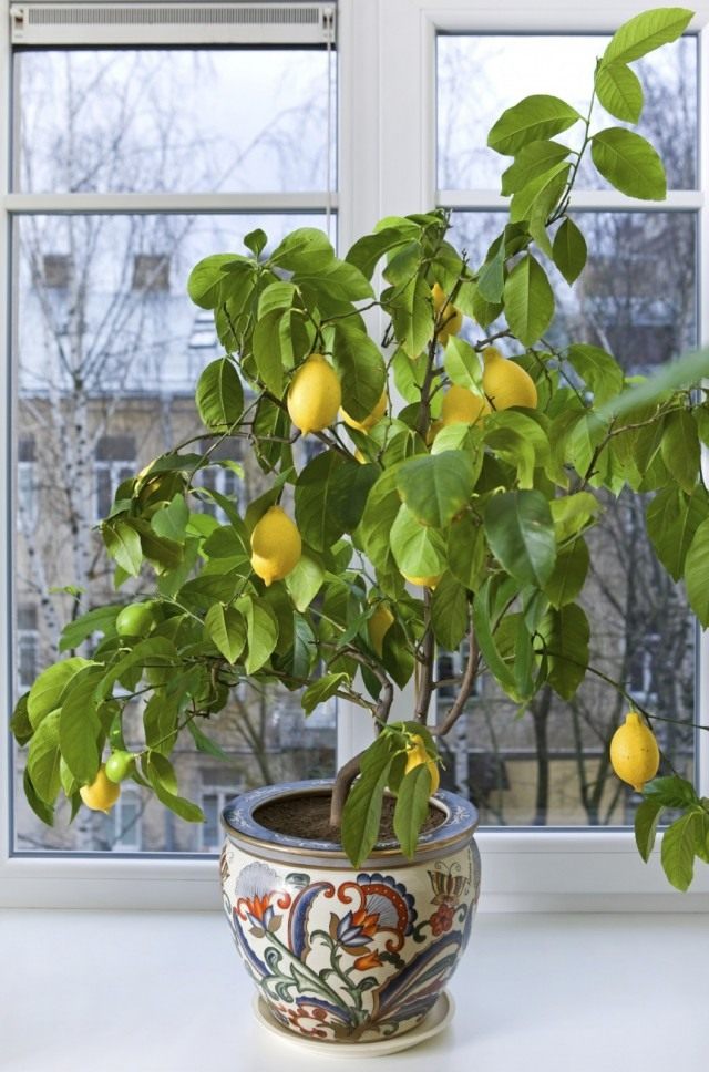  (Citrus limon)