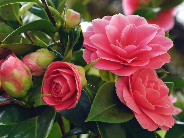   (Camellia japonica)