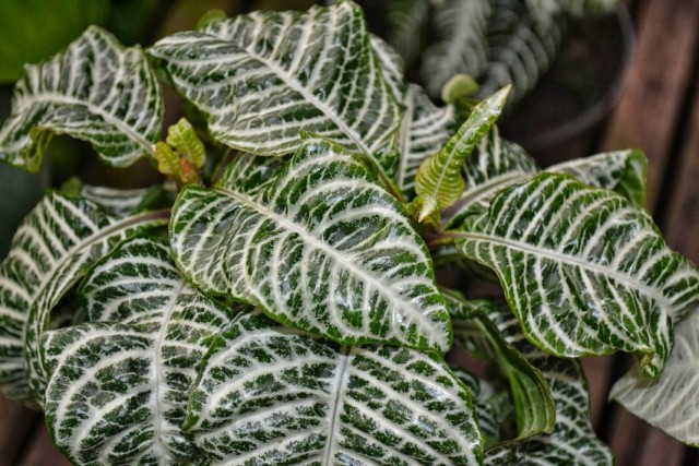   (Aphelandra squarrosa)