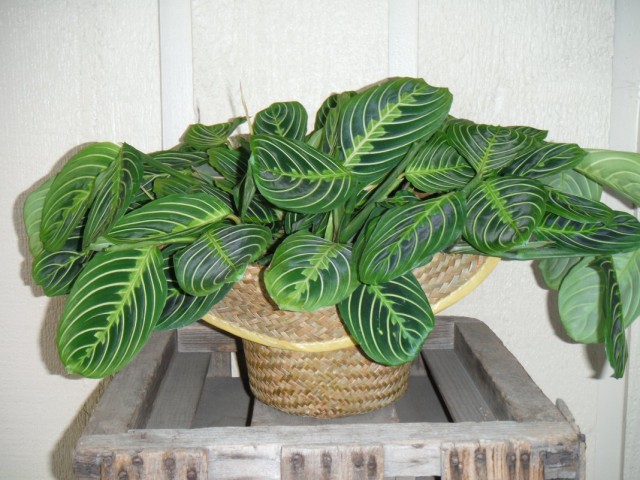   (Maranta leuconeura)