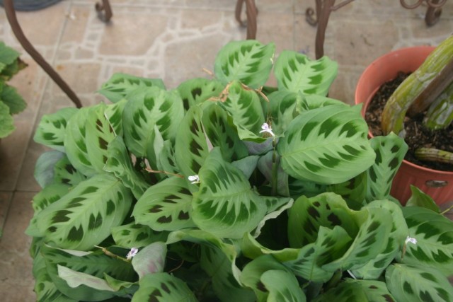   (Maranta leuconeura)