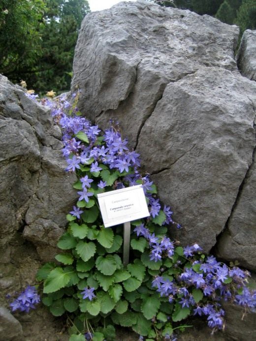 Колокольчик карпатский синий фото на клумбе