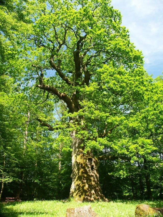 Кора дуба фото дерева