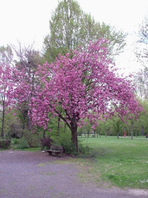 Сакура китайская вишня фото