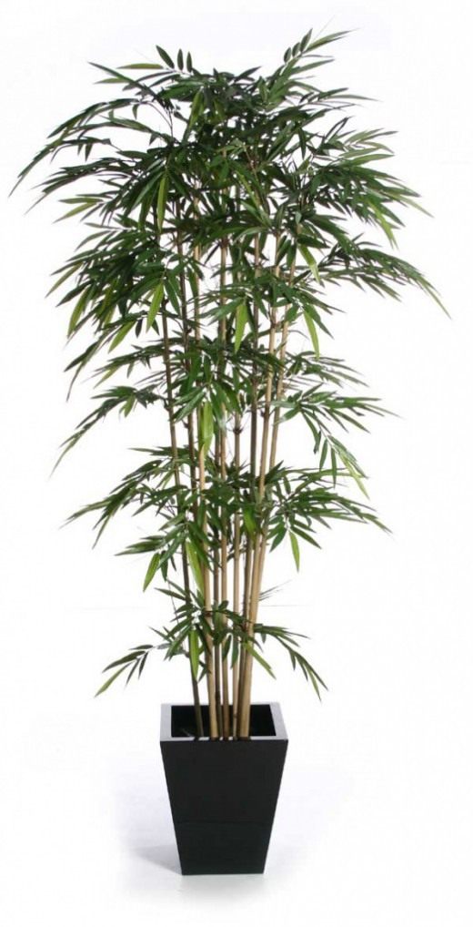Размножение бамбука в домашних условиях фото пошагово
