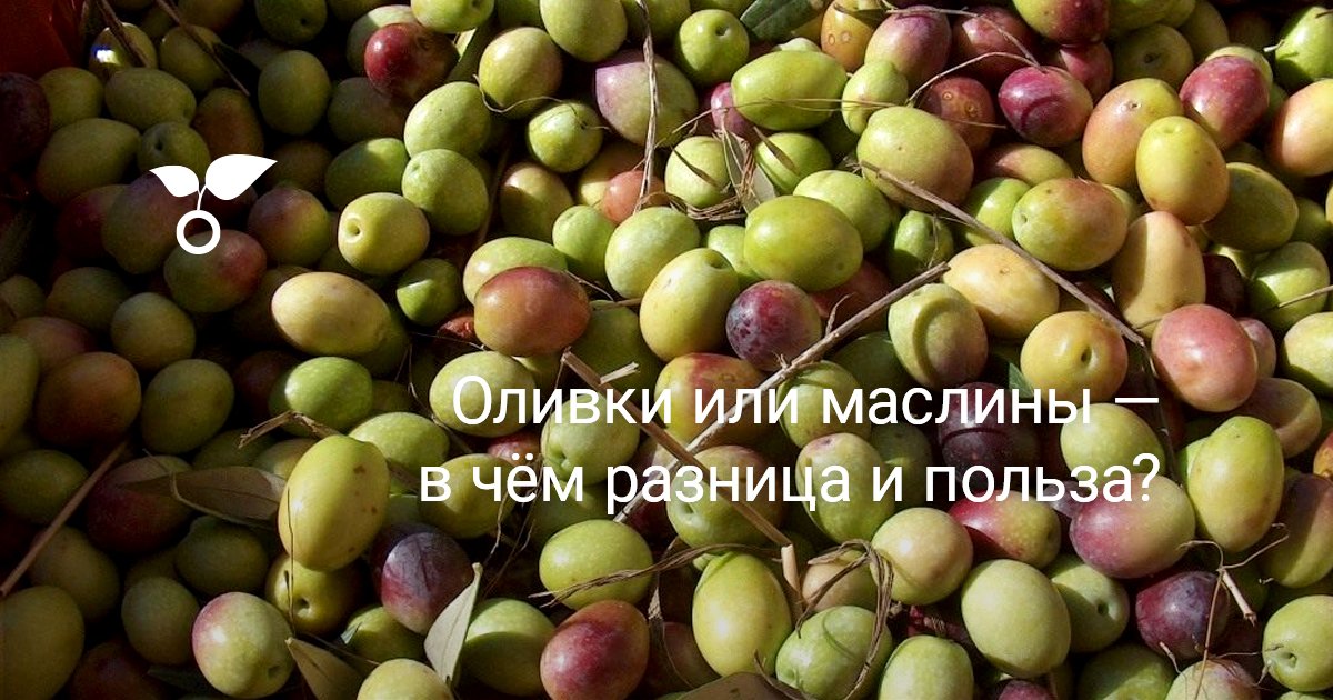 Оливки и маслины фото