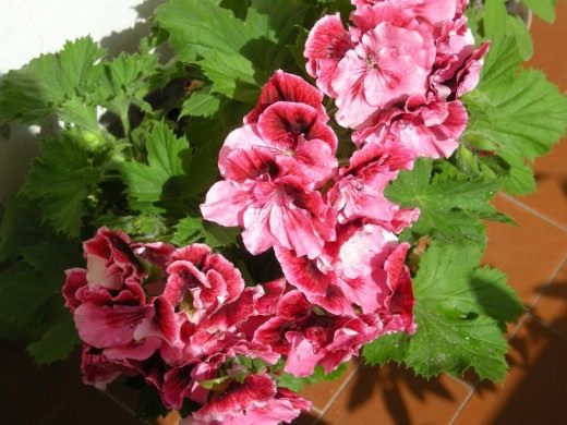 Пеларгония марбаска роуз фото и описание