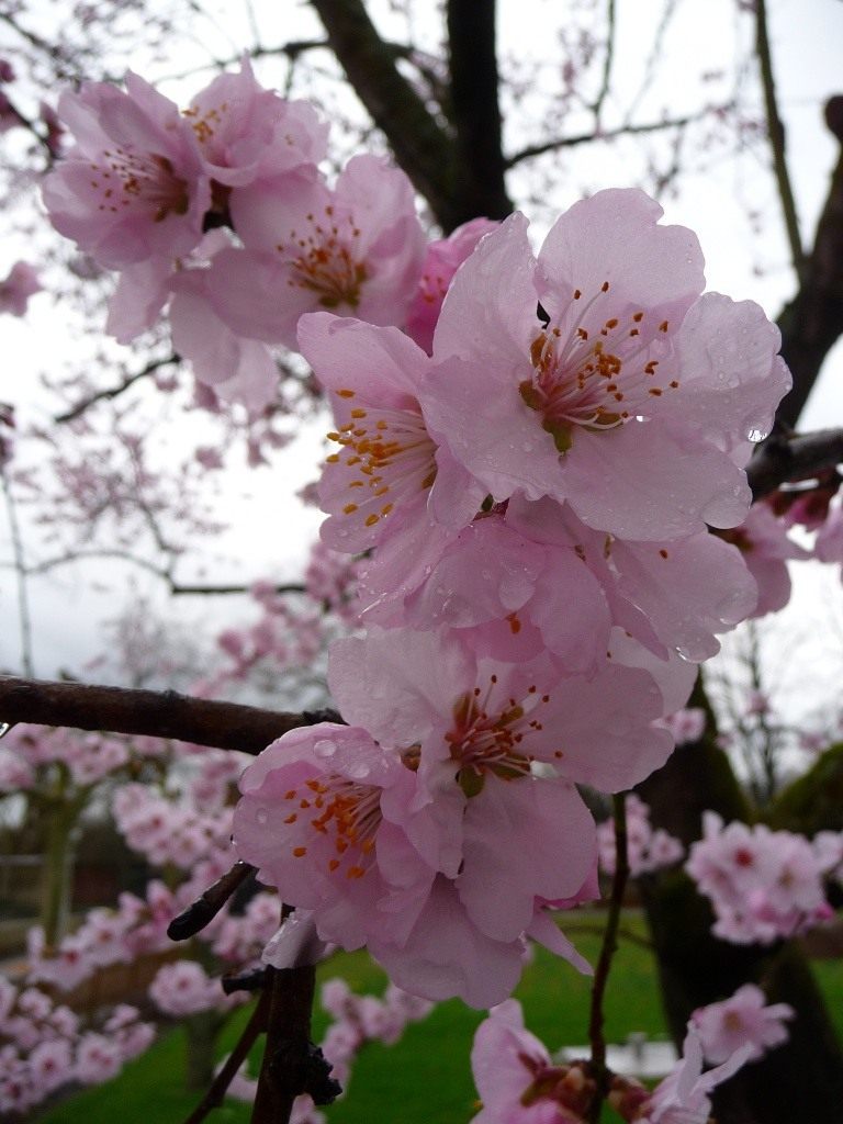 Как цветет миндаль весной фото