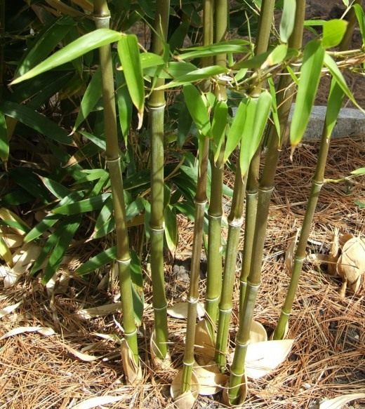 Размножение бамбука в домашних условиях фото пошагово