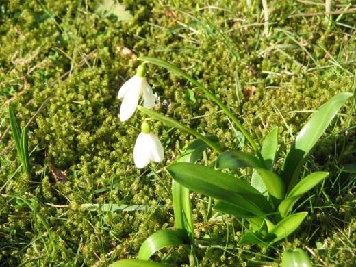 Подснежники садовые многолетние фото и названия