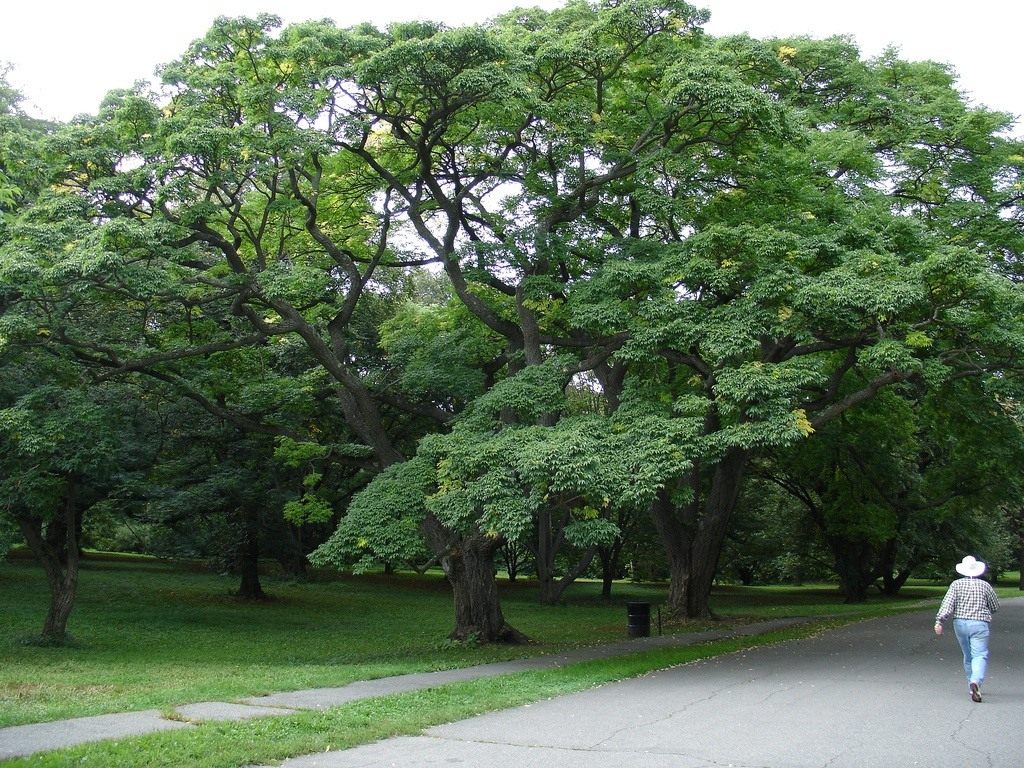 Бархат амурский. Бархат Амурский -Phellodendron amurense. Бархат Амурский пробковое дерево. Уссурийская Тайга Амурский бархат. Маньчжурский бархат дерево.