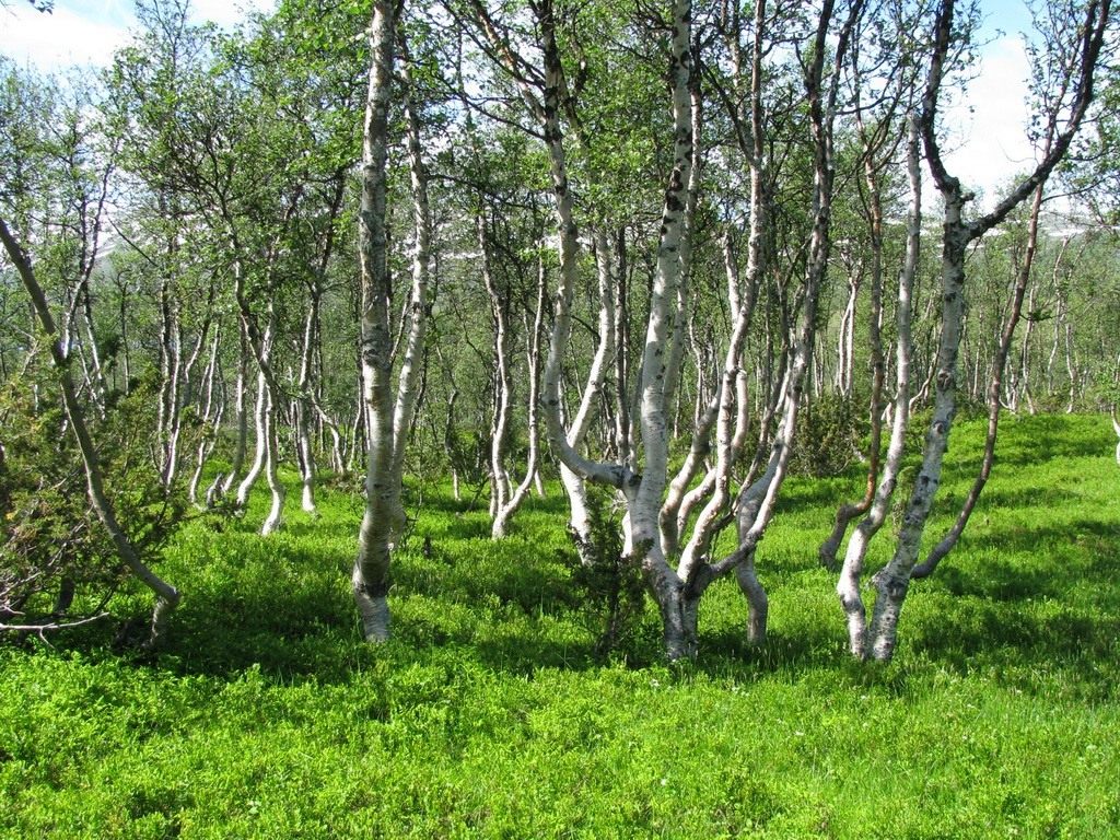 Что такое березовые бруньки фото