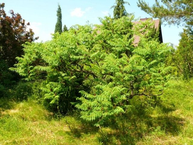 Сумах оленерогий уксусное дерево описание и фото