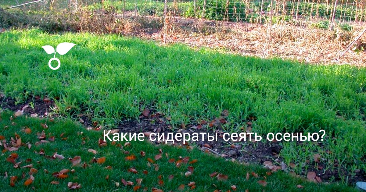 Какие бывают сидераты фото