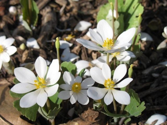 Цветок сангвинария фото и описание сорта