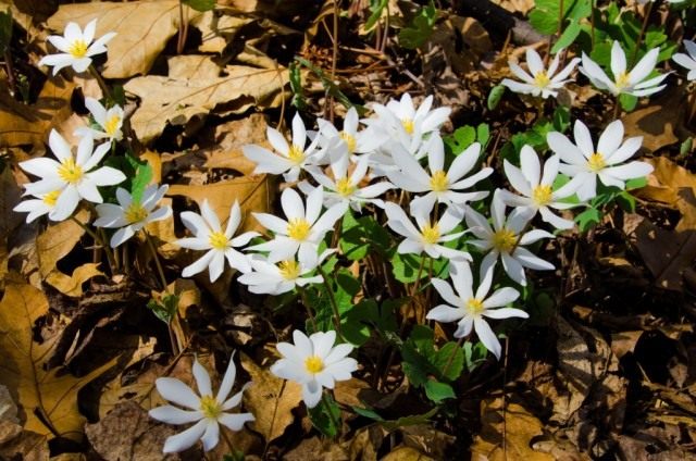 Цветок сангвинария фото и описание сорта