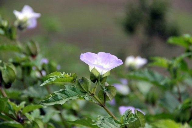 Никандра цветок фото