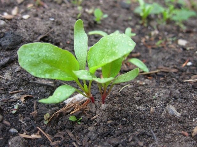 beet seedlings ready for transplant