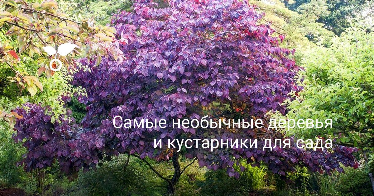 Красивоцветущие деревья и кустарники фото и названия