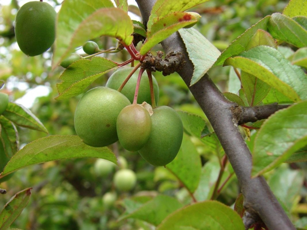 Лист алычи крупным планом