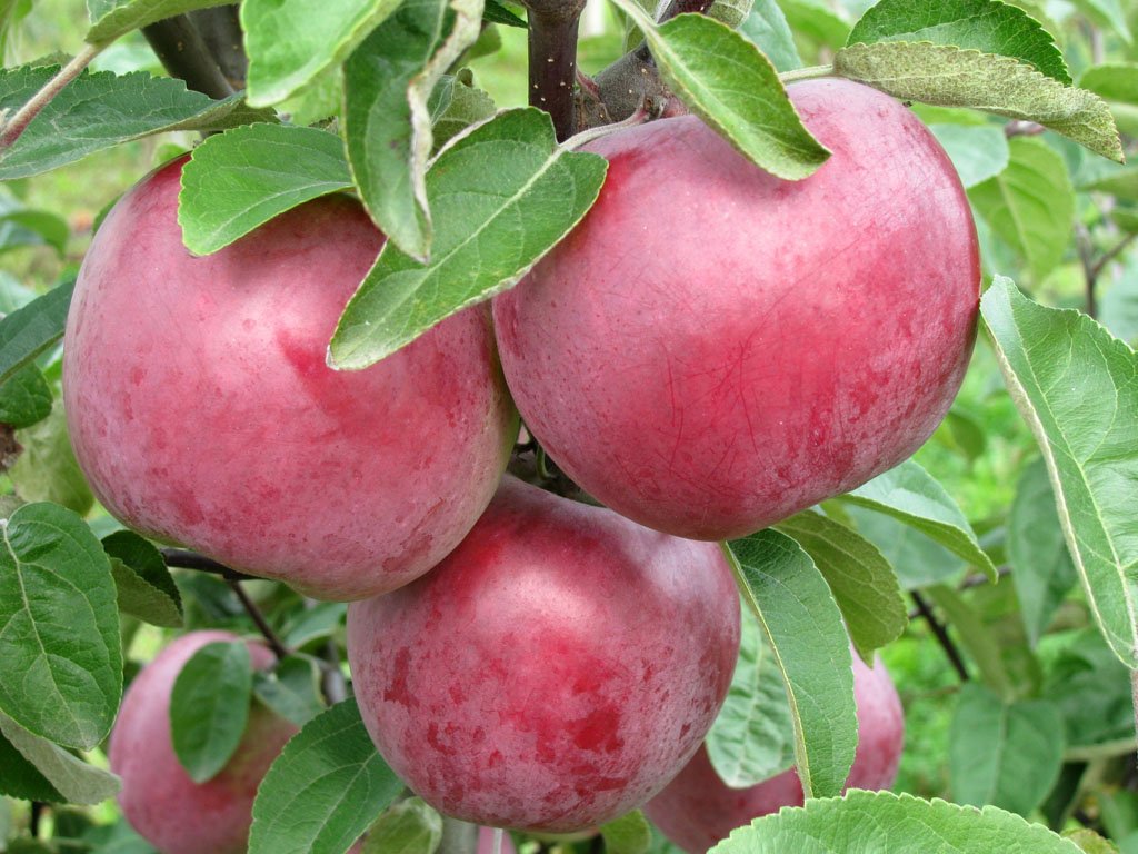 Сорта яблонь для средней полосы с фото
