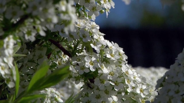 Виды спирей фото и названия и описание внешности