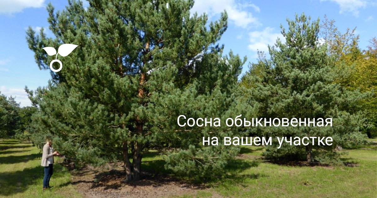 Сосна обыкновенная на участке фото