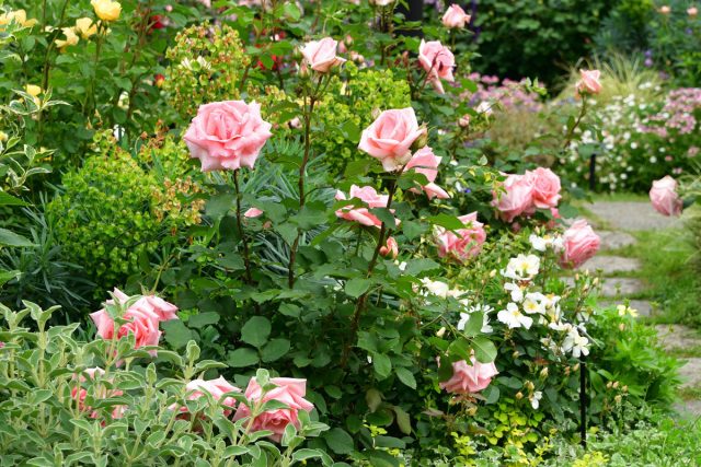 Клумба с розами на даче: лучшие сорта, идеи оформления, сочетание с другими растениями (82 фото)